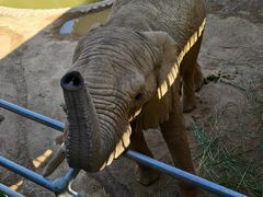 -西霞口神雕山野生动物世界