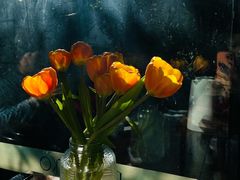 -蓝壁虎咖啡酒馆