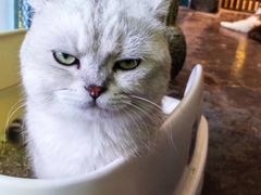 -喵屿·大理花园猫咖