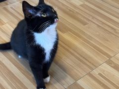 -喵小馆·猫咖狗咖猪咖·饮品店