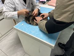 -达爱动物医院·犬猫分区·CT·复杂眼科(远洋山水分院)