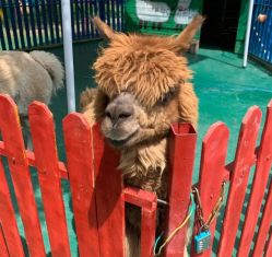 -萌宠亲子动物乐园(槐房万达店)