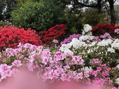 -梧桐山风景名胜区