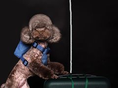 -读宠于你·约克夏比熊·睫角守宫·爬宠售卖(高新店)