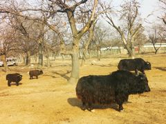 -西安秦岭野生动物园