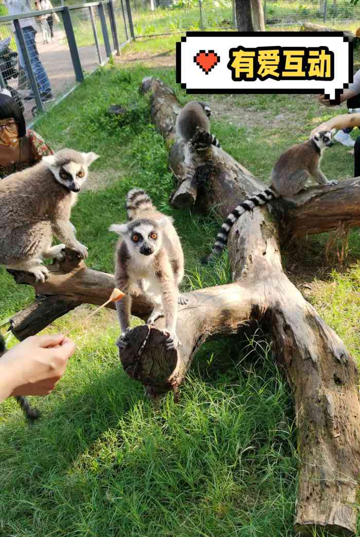 东莞香市动物园-"我们是之前一家人去的,休假人比较多,自驾..."-大众