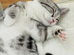 -COLOR PETS 撸猫馆·购猫·猫咖(长风大悦城店)
