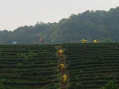 -龙坞茶村