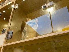 -屋虎猫馆(宝安大仟里店)