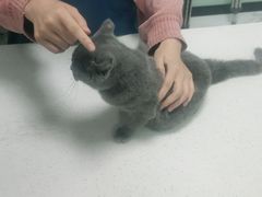 -嘉馨宠物医院·CT影像转诊·心脏科·犬猫全科诊疗中心(下沙大学城院区)