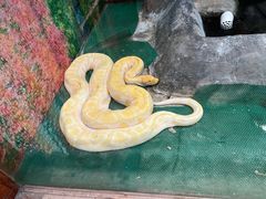 -上海大自然野生昆虫馆