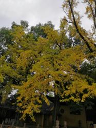 -星耀美业·品质网购