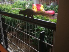 -麦当劳(West Coast Park)