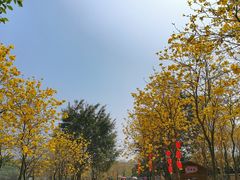 -天适樱花悠乐园