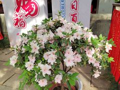 -秋霞圃