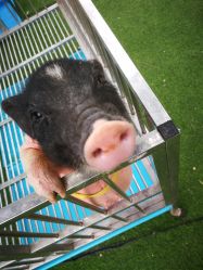 点击看大图 -萌宠亲子动物乐园(槐房万达店)