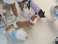 -怪兽屋·羊驼·猫咖·狗咖(俊华广场店)