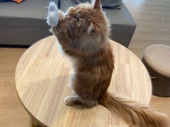 -猫腻·猫咖·撸猫馆(星光大道店)