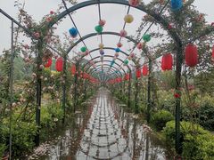 -都江堰玫瑰花溪谷