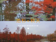 -池杉湖湿地公园