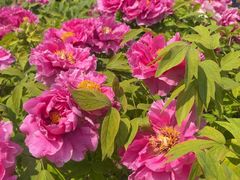 -洛阳郁金香牡丹园