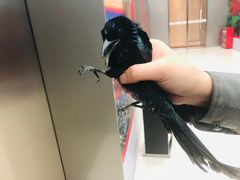 -重庆市江北嘴中央商务区中央公园