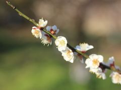 -林屋梅海青梅保护基地