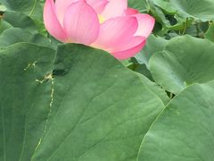 -白渔泡湿地公园