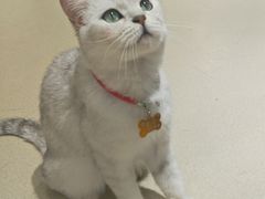 -藏猫猫咖啡主题馆(中央大道店)