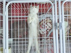 -喵百万·布偶·蓝金金渐层英短·猫舍(百子湾店)