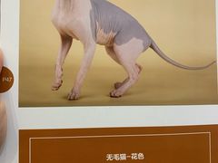 -袖虎·猫馆(体育西路店)