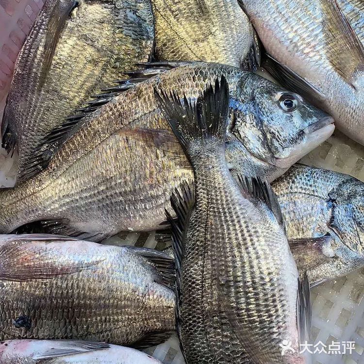 单条大于5两重的黑鲷鱼价格在50-60元每斤