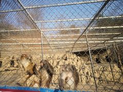 -王顺山国家森林公园