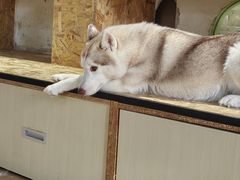 -Husky Go! 哈士奇体验馆·宠物咖啡厅狗咖