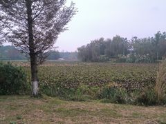 -白鹭湾湿地公园