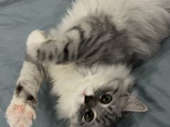 -贝康宠物医院·犬猫全科·小动物特色诊疗中心(东环路店)