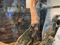 -酷以爬仙阁实体爬宠店·守宫·蜥蜴·专业繁育