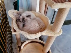 -喵喵咪呀布偶猫咖(春熙路店)