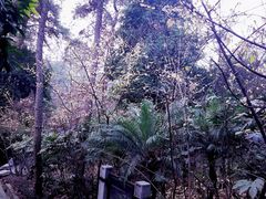 -铁山坪森林公园