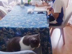 -猫音日语留学培训