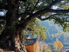 -杨家堂村