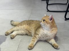 -Heymao猫咖.咖啡厅(东门店)