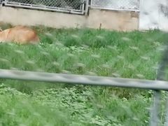 -西安秦岭野生动物园