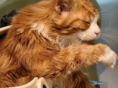 -平行世界·猫咖(首经贸店)
