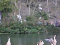 -靖西鹅泉风景区