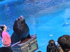 -烟台海昌鲸鲨海洋公园