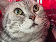 -美美宠物诊疗中心·异宠·骨科(滨江东信分院)