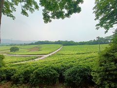 -宜兴龙背山森林公园
