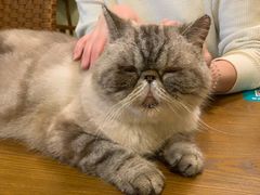 -猫色咖啡·猫咖