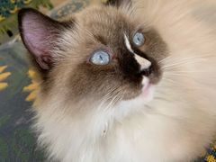 -平行世界·猫咖(首经贸店)